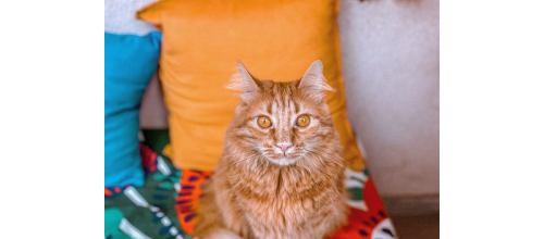 Dlaczego koty drapią meble?